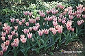 messer tulipano 2019 Inaugurazione_285